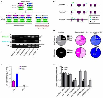 Cre-Recombinase Dependent Germline Deletion of a Conditional Allele in the Rgs9cre Mouse Line